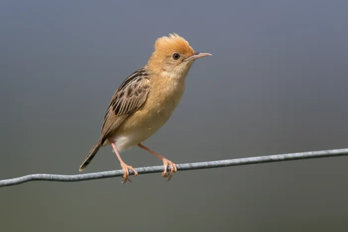 File:Cisticola exilis - Cornwallis Rd.jpg