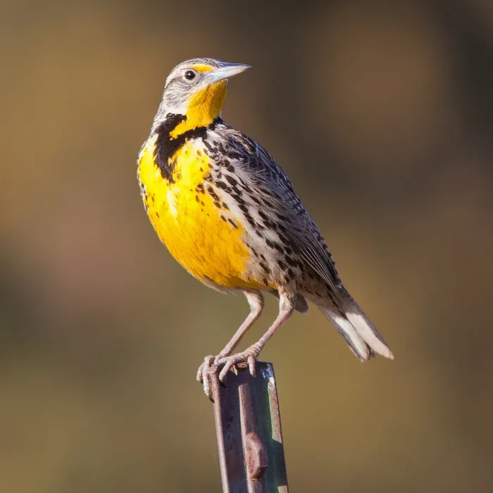 File:Western Meadowlark (Sturnella neglecta) (7063379033) (cropped).jpg