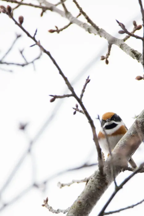 File:Aegithalos concinnus (24624081124).jpg