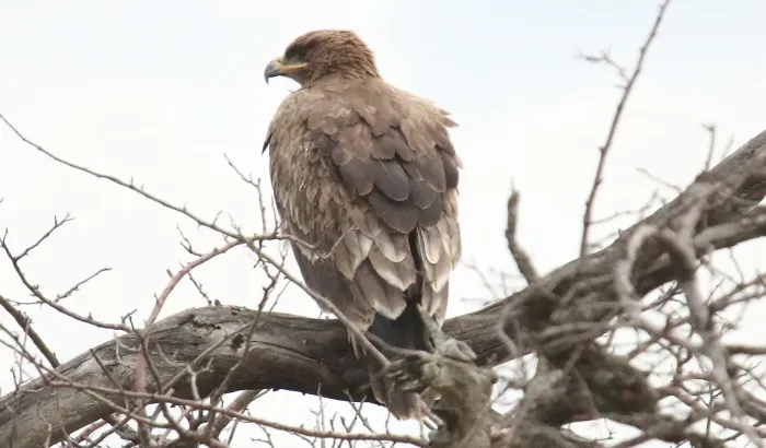 File:Lesser-spotted Eagle (Clanga pomarina) (46497411462).jpg