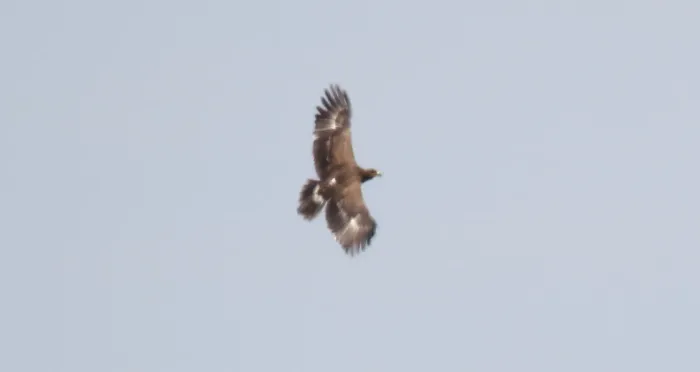 File:Lesser-spotted Eagle (Clanga pomarina) (45825227454).jpg