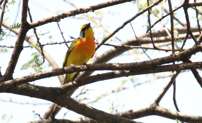 File:Sulphur-breasted Bush-Shrike (Chlorophoneus sulfureopectus) (44745894540).jpg