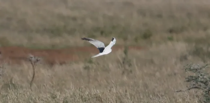 File:Pallid Harrier (Circus macrourus) (45837291664).jpg