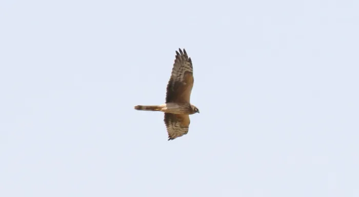 File:Pallid Harrier (Circus macrourus) (31620410527).jpg