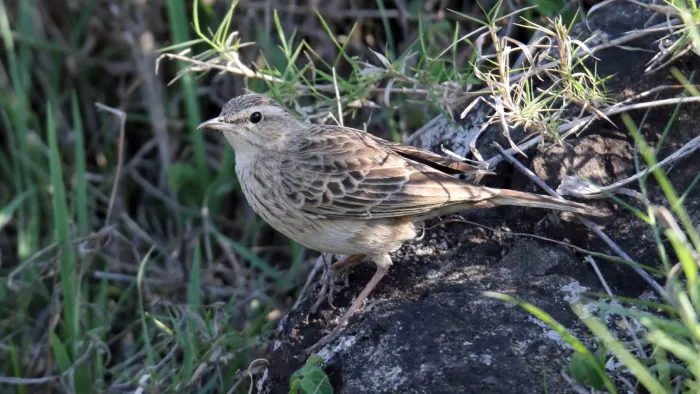 File:Long-billed Pipit (Anthus similis) (45662577725).jpg