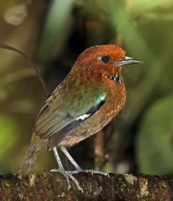 File:Rufous-headed ground-roller (Atelornis crossleyi).jpg