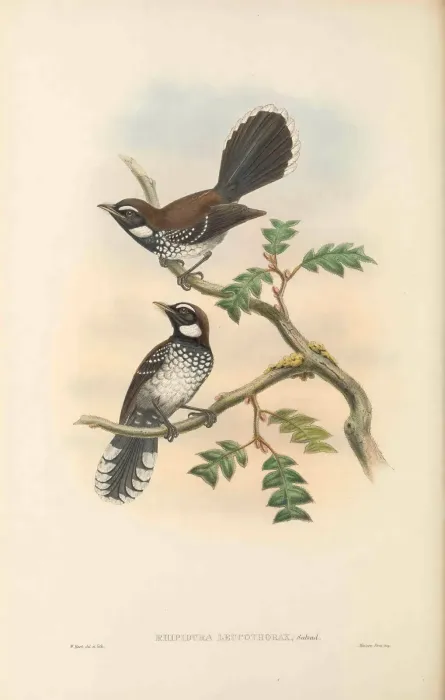 File:Rhipidura leucothorax - The Birds of New Guinea.jpg