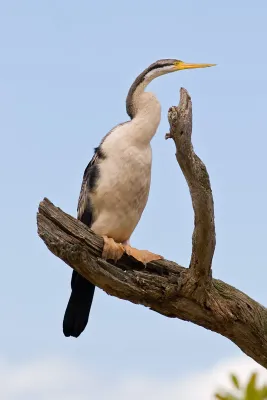 File:Darter - Anhinga novaehollandiae, Victoria, Australia.jpg