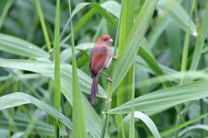 File:Vinous-throated Parrotbill (Sinosuthora webbiana), Chengdu.jpg