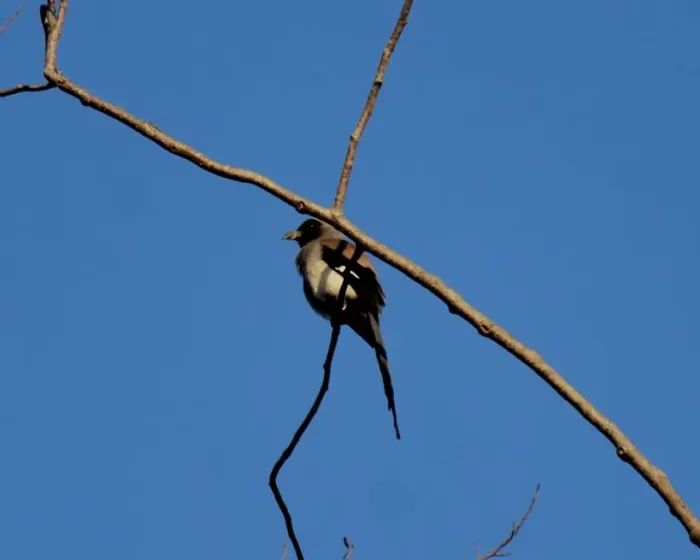 File:Grey treepie, (Dendrocitta formosae) 14.jpg