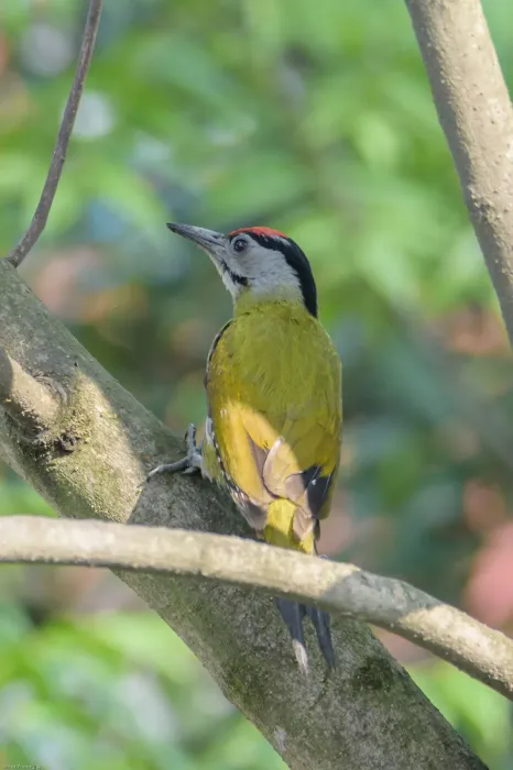 File:Grey-headed Woodpecker (Picus canus) कालोगर्दने काठफोर.jpg