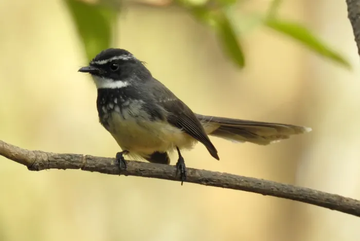 File:White-spotted Fantail Rhipidura albogularis by Dr. Raju Kasambe DSCN0305 (2).jpg