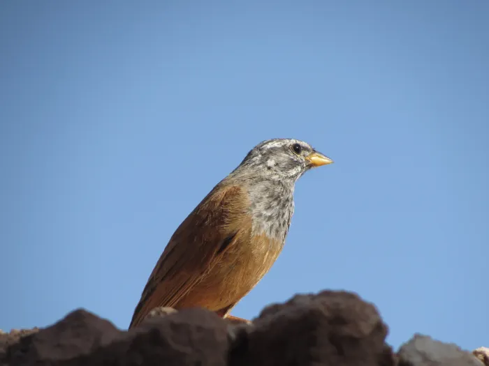 File:Emberiza sahari adult.jpg