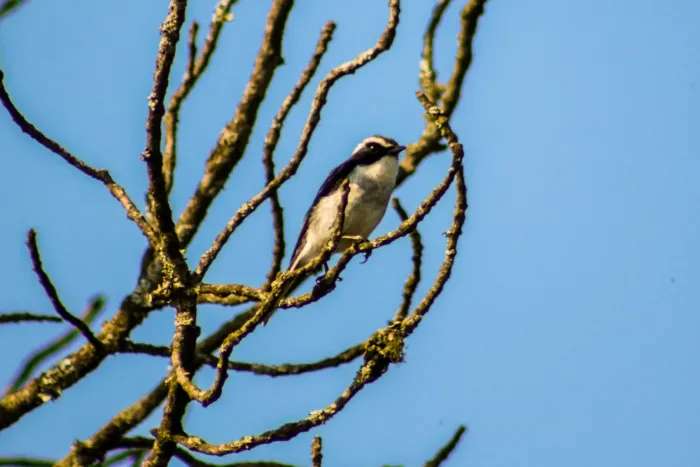 File:Grey bush chat (Saxicola ferreus) 2.jpg