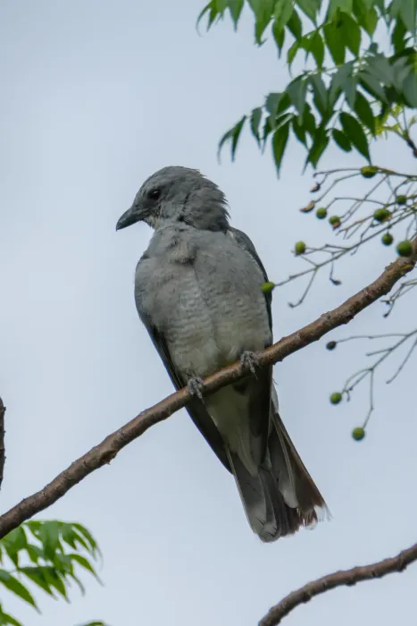 File:Large cuckooshrike (Coracina macei) 33.jpg
