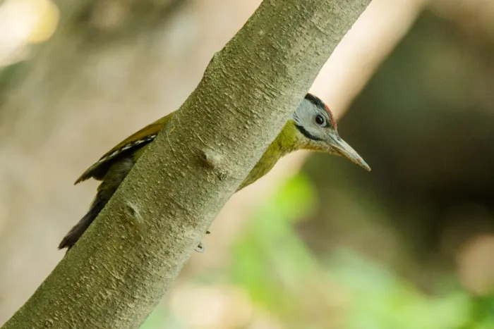 File:Grey-headed woodpecker (Picus canus) 445.jpg