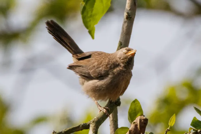 File:The jungle babbler (Argya striata) A8884.jpg