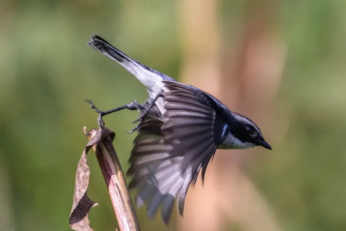 File:Grey bush chat (Saxicola ferreus) 12.jpg
