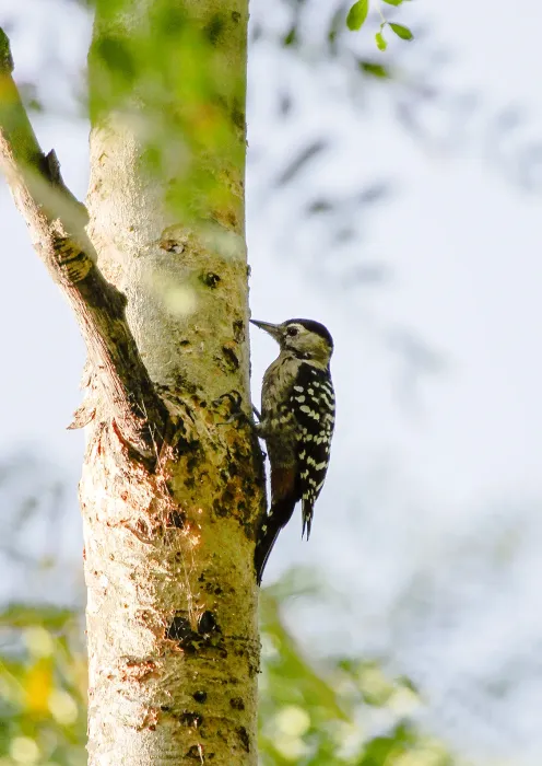 File:Fulvous-breasted woodpecker (Dendrocopos macei) 3.jpg