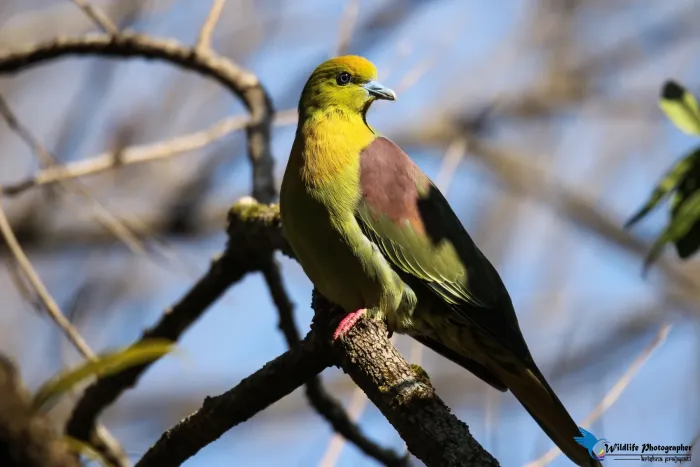 File:Wedge-tailed green pigeon - Treron sphenurus (28).jpg