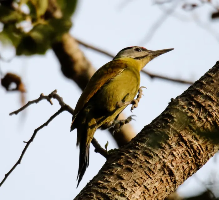 File:Grey-headed woodpecker (Picus canus) 39.jpg