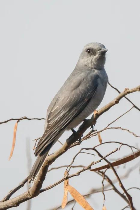 File:Large cuckooshrike (Coracina macei) 06.jpg