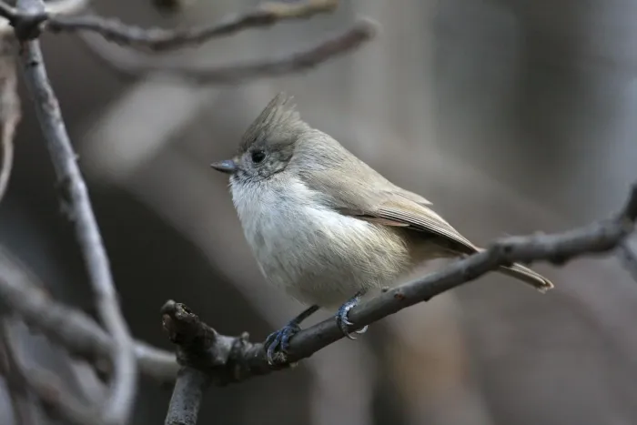 File:Baeolophus inornatus VeloSteve.jpg