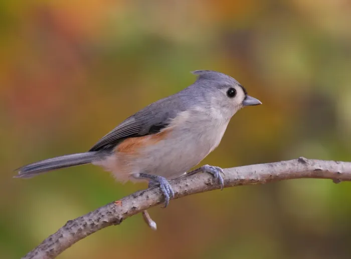 File:Baeolophus bicolor garyirwin.jpg