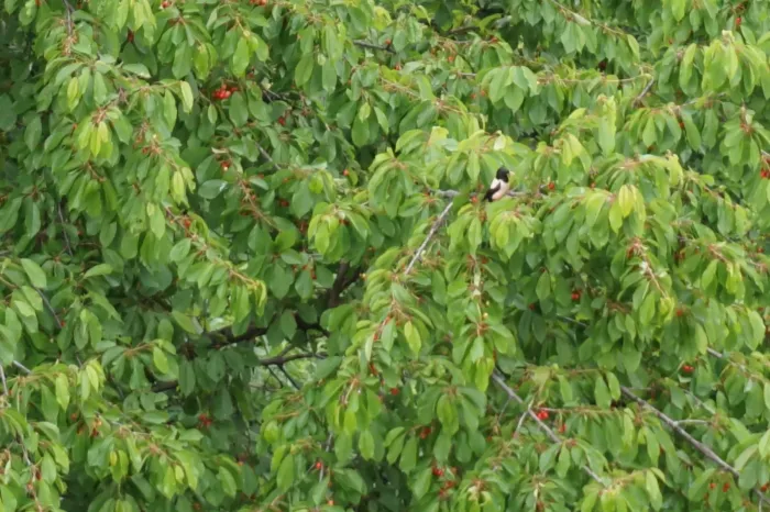 File:Pastor roseus Sofia.Bulgaria 16.05.2019.jpg