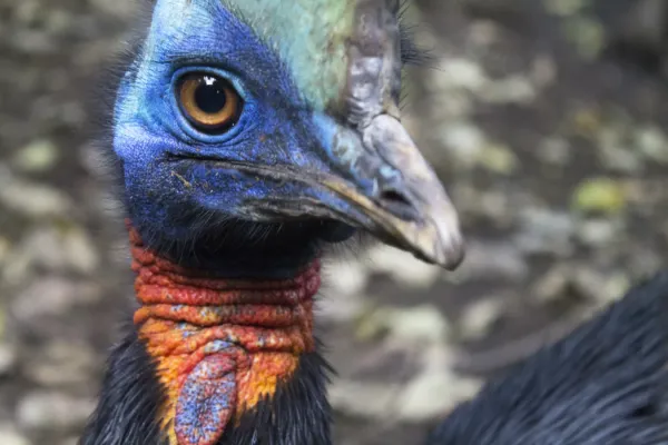 File:Kasuari gelambir-tunggal Casuarius unappendiculatus Bandung Zoo 1.jpg