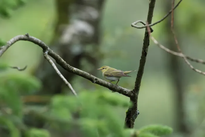 File:Bøksanger. (Phylloscopus sibilatrix) Wood Warbler.jpg