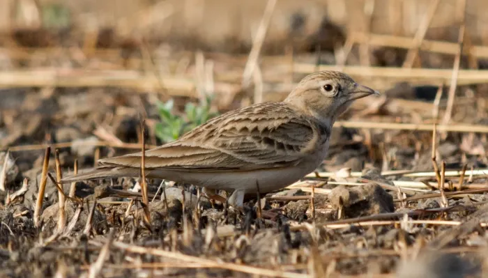 File:Greater Short-toed Lark Calandrella brachydactyla by Vedant Kasambe 01.jpg