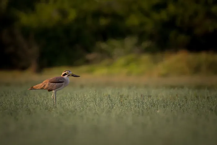 File:Great stone-curlew or great thick-knee (Esacus recurvirostris).jpg