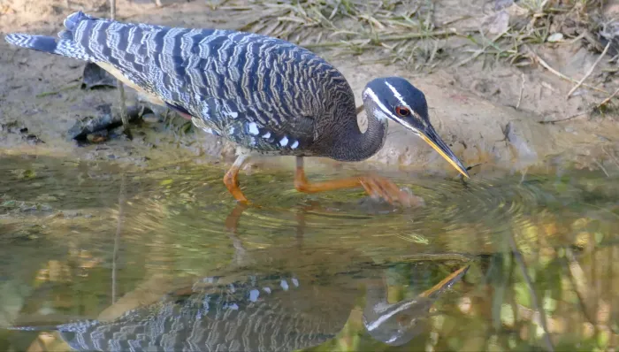 File:Sunbittern (Eurypyga helias), Poconé, Mato Grosso.jpg