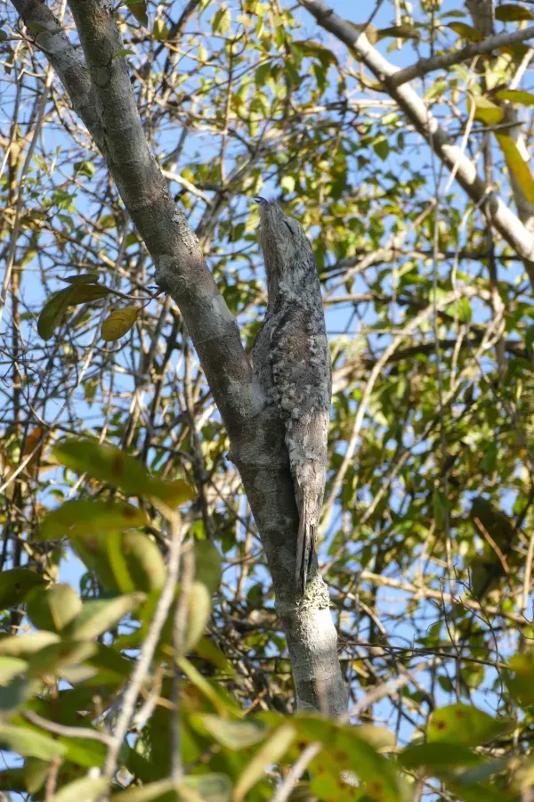 File:Great Potoo (Nyctibius grandis) - 48163711161.jpg