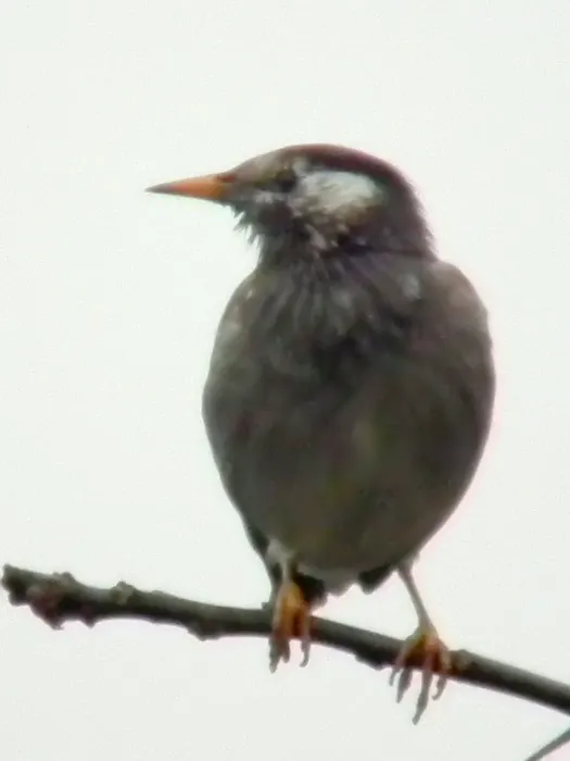 File:Spodiopsar cineraceus, Hong Kong (5477683910).jpg