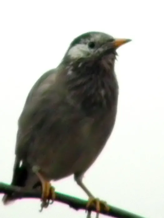 File:Spodiopsar cineraceus, Hong Kong (5477084813).jpg