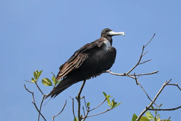 File:Magnificent frigatebird (Fregata magnificens rothschildi) female.jpg