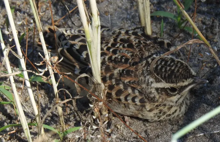 File:Lullula arborea RF.jpg