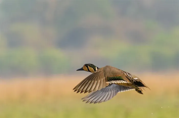 File:Baikal teal (Sibirionetta formosa).jpg
