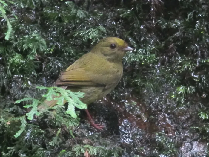 File:Masius chrysopterus (hembra female) (34186809920).jpg