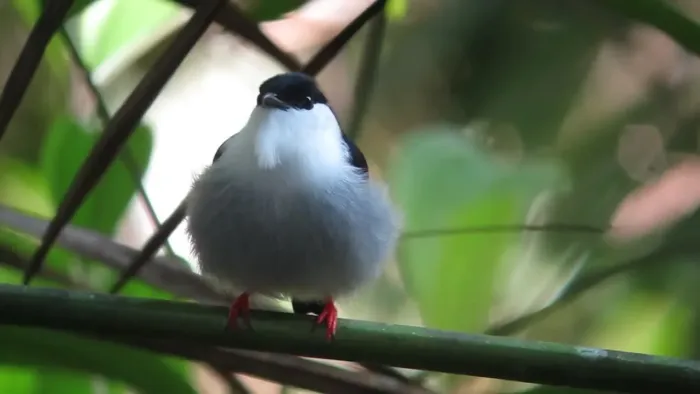 File:Manacus manacus White Bearded Manakin (34477134025).jpg
