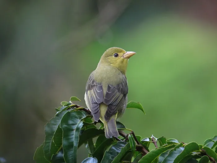 File:Piranga olivacea Piranga alinegra Scarlet Tanager (30522605800).jpg