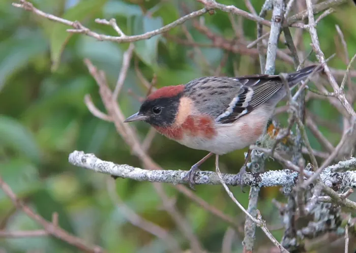 File:Setophaga castanea Reinita castaña Bay-breasted Warbler (25618838373).jpg