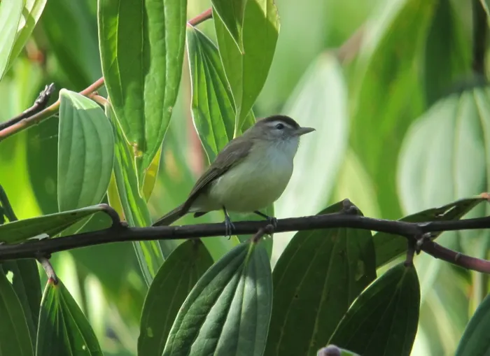File:Vireo leucophrys Verderón montañero Brown-capped Vireo (23745606850).jpg