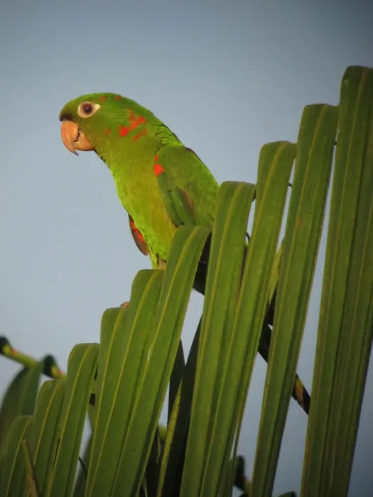 File:Psittacara leucophthalmus White-eyed Parakeet (18610683186).jpg