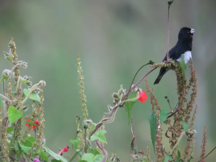 File:Sporophila luctuosa Espiguero negriblanco Black-and-White Seedeater (6543061715).jpg