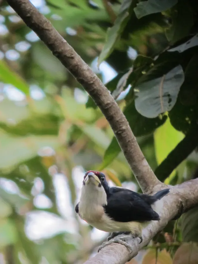 File:Capito hypoleucus Torito dorsiblanco White-mantled Barbet (6397525007).jpg