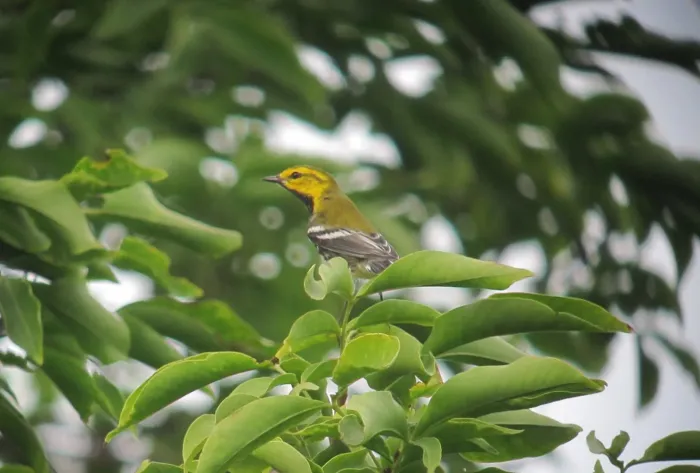 File:Setophaga virens Reinita Verdinegra Black-throated Green Warbler (15550174561).jpg