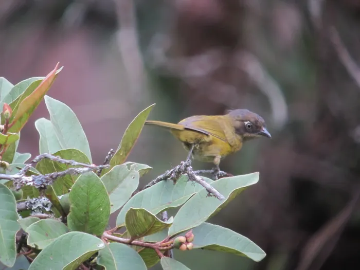 File:Chlorospingus flavopectus Montero ojiblanco Common Bush-Tanager (14812891809).jpg